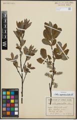 Foto von Salix appendiculata Vill.